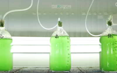 AlgaEnergy, protagonista en “El País”