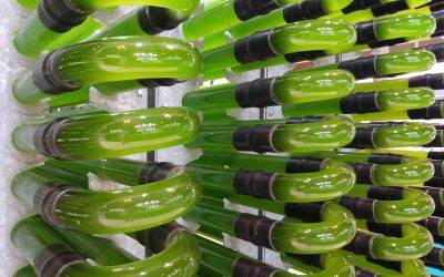 AlgaEnergy confirma su presencia en Infoagro Exhibition