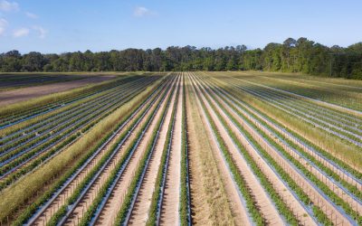 AlgaEnergy y Integrated Agribusiness Professionals (IAP) sellan un acuerdo de distribución en los Estados Unidos