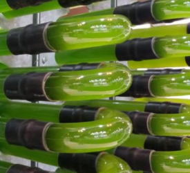La biotecnología, un recurso necesario para una agricultura sostenible y una alimentación saludable