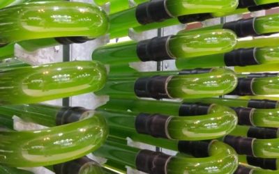AlgaEnergy confirma su presencia en Fruit Attraction LIVEConnect