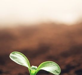 AlgaEnergy co-lidera dos nuevos Grupos de Trabajo del EBIC