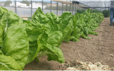 AgriAlgae® intensifica el ritmo en ensayos de campo con centros de investigación de primer nivel