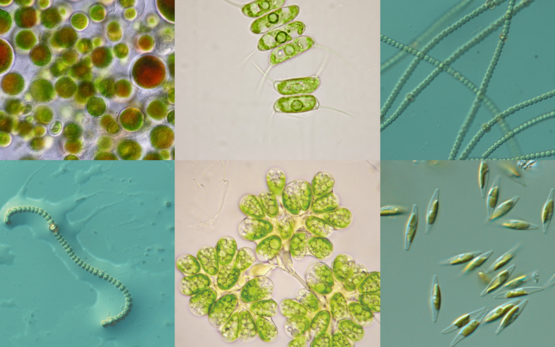AlgaEnergy, the first company to certify a specific microalgae biomass free of cyanobacteria as a Component Material Category (CMC) at the European level